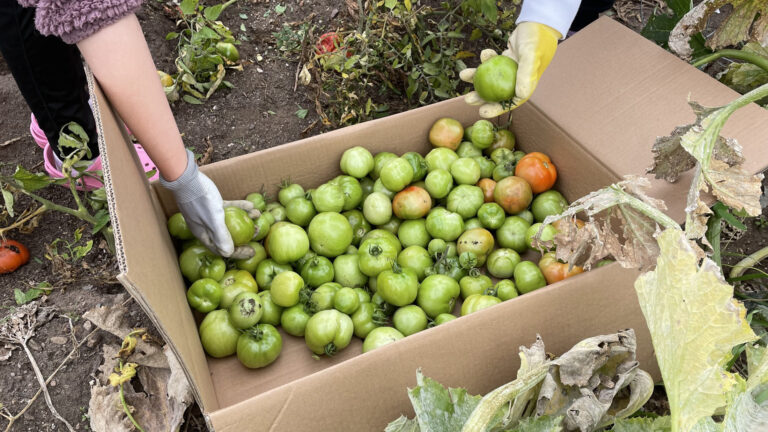 The community garden provides fresh local fruits and vegetables to the residents as well as gardening opportunities, while the activity shack serves as a valuable resource for the Community Support Coordinator to encourage residents to get involved in their community and prevent isolation.
